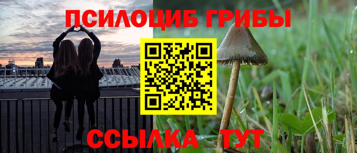 Псилоцибиновые грибы Psilocybe Лысьва